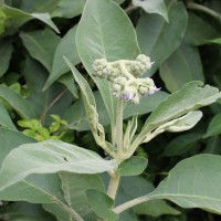 Solanum mauritianum Scop.